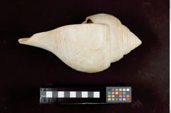 Foto (Seitenansicht) von Chank-Schnecke mit Ritzornamentik (NHMW-ZOO-MO-0081100-ETH-126)